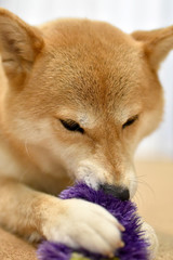 柴犬・おもちゃ遊び