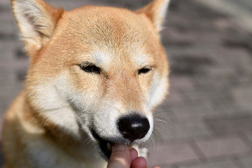 柴犬・おやつ