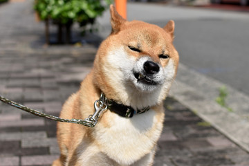 柴犬・悪顔