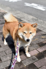 柴犬・立ち止まる