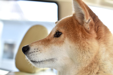 柴犬・車・横顔