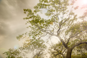 luces que atraviesan las ramas y la niebla 