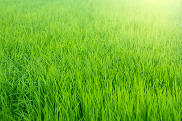 beautiful young green rice fields texture background, countryside Thailand 