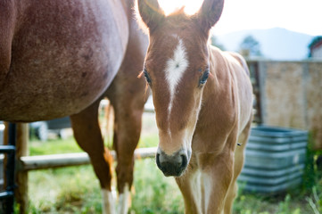 Brown Colt with Roan Mother