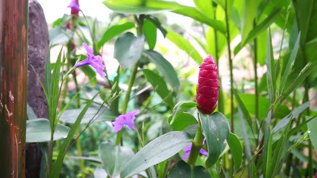 Red Button Ginger or Costus woodsonii flower in the garden.
