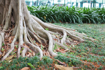 The massive gray roots of the tree go to the ground covered with green grass