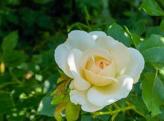 Weiße Gartenrose
