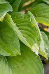 Large leaves of a garden plant in the morning dew drops in summer