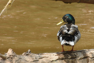 Mallard duck on tree in river. Wild european duck