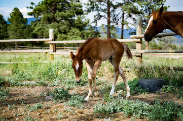 Obraz premium Chestnut Colt in Pasture