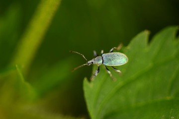 Phyllobius pomaceus beetle on nettle leaf