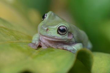 Frog 