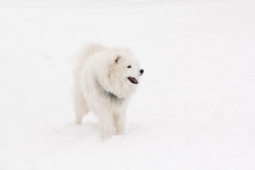 A pedigree young handsome Samoyed dog of white color stands on t