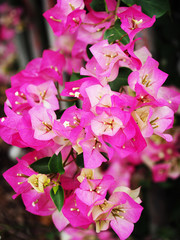 Fototapeta na wymiar Pink bougainvillea flower in garden 