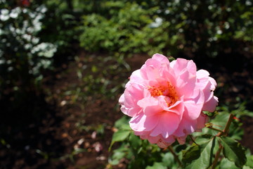 summer pink rose in the park