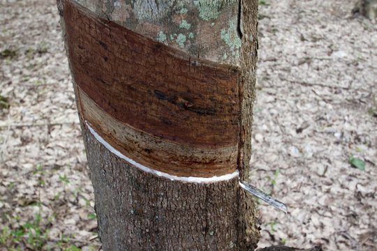 Focus of Slit of rubber tree with water rubber to tray cub.