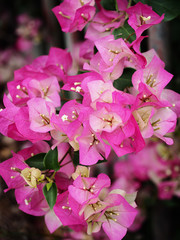 Pink bougainvillea flower in garden     