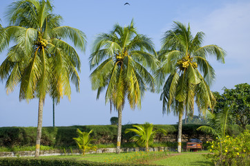Fototapeta na wymiar Beautiful landscape of tropical trees Port Blair India 