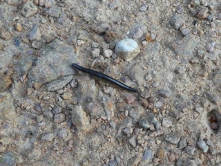 centipede black in the forest