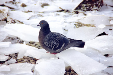 Dove in the snow