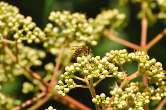 Honey bee collect nectar on euodia tree. Honey bee pollinating tree