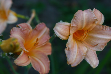 Fototapeta na wymiar Flowers of the lily of the garden. Hemerocallis.