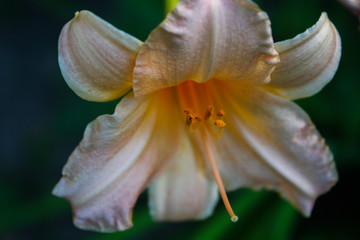 Flowers of the lily of the garden. Hemerocallis.