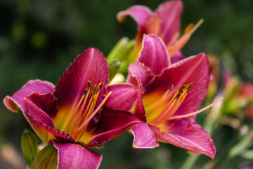 Flowers of the lily of the garden. Hemerocallis.