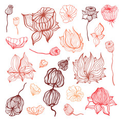 Abstract Flower. Hand Drawn Boho ornament. Vector illustration