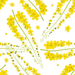 Cassia Fistula - Golden Shower Flower on White Background