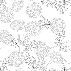 Marigold Outline on White Background