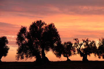 Fototapeta na wymiar Olive trees in sunset light, Apulia, Italy