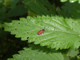 a brown bug on a leaf