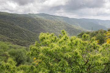 Edelkastanie in der Berglandschaft der Ardeche, Südfrankreich