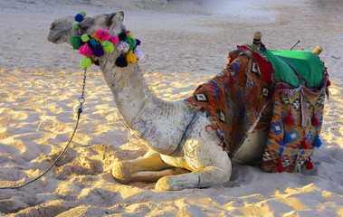 Bedouin camel, tied with a long rope lies on a sandy beach near the sea against a background of...