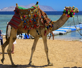 A Bedouin camel tied with a long rope stands waiting for tourists on a sandy beach next to the sea against a background of yellow sand. Concept of oriental oriental culture. Summer, vacation, travel