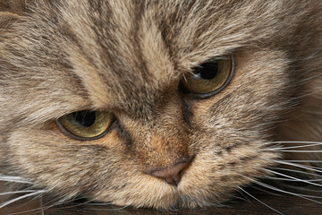 Adult Big cat close-up with green eyes.