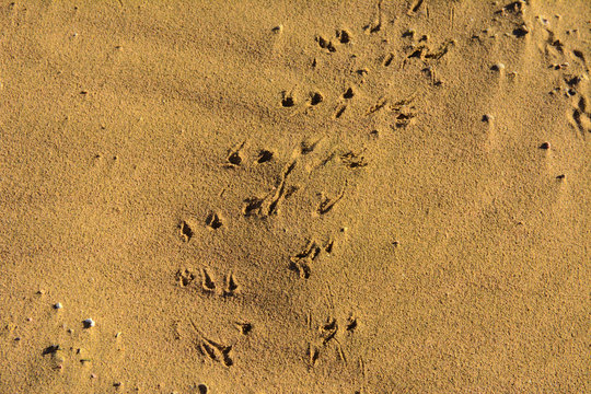 A Trace Of A Sea Snake Against A Background Of Yellow Sand. Summer, Vacation, Travel.