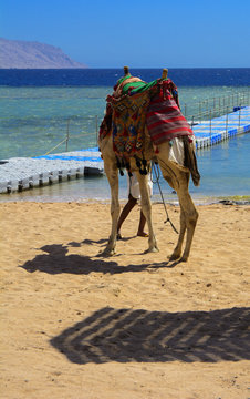 A Bedouin camel tied with a long rope stands waiting for tourists on a sandy beach next to the sea against a background of yellow sand. Concept of oriental oriental culture. Summer, vacation, travel