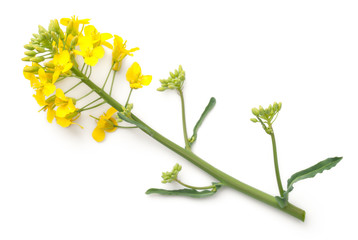Rapeseed Flowers Isolated on White Background