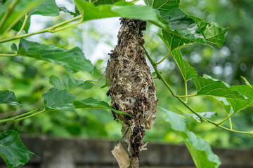 bird's nest building to hide from predators
