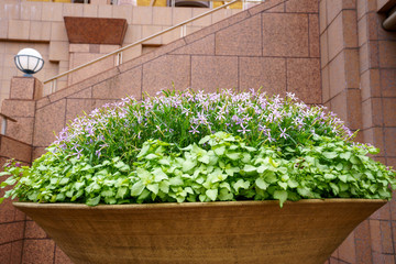 植木鉢からあふれる花達