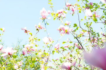 Obraz na płótnie Canvas Magnolia pink blossom flowers