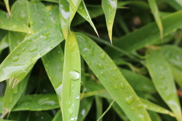 Green Grass in Rain