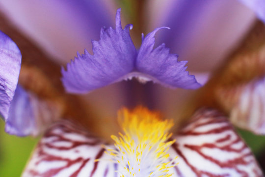 Purple iris flower.
