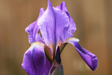 Purple iris flower.