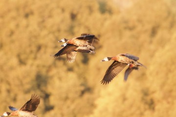 Flyby