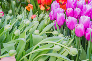 field of blooming colorful tulips, spring flowers in the garden
