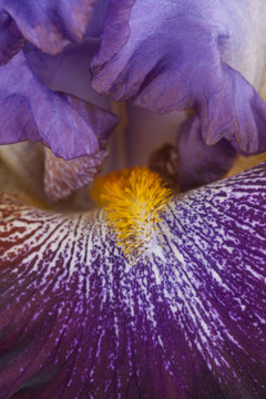 iris flower background