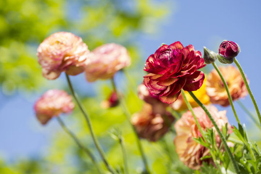 87 Best 花金鳳花images Stock Photos Vectors Adobe Stock